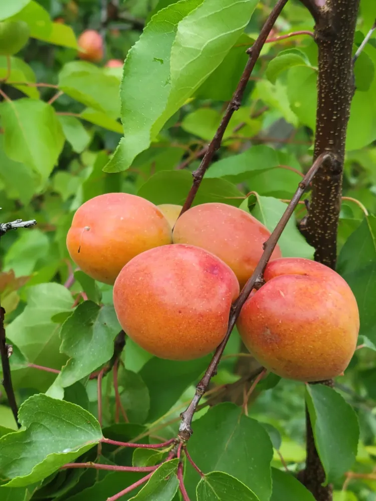 photo-croque-fruit-1